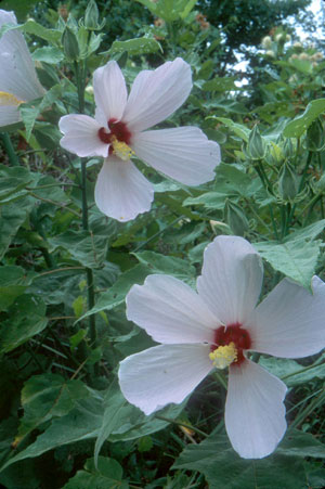 Hibiscus grandiflorus