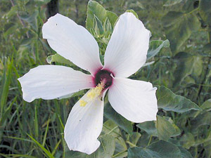 Hibiscus grandiflorus