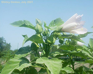 Hibiscus grandiflorus