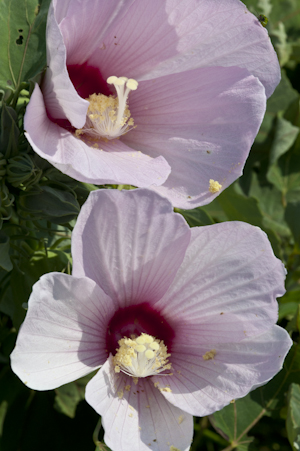 Hibiscus grandiflorus