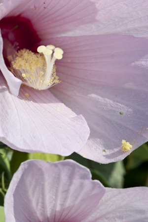 Hibiscus grandiflorus