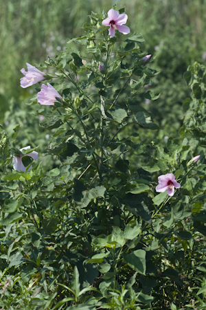 Hibiscus grandiflorus