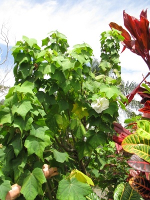 Hibiscus mutabilis