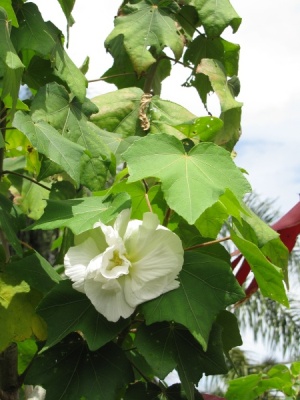 Hibiscus mutabilis