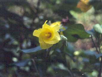 Hibiscus tiliaceus