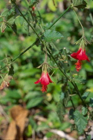 Hibiscus poeppigii