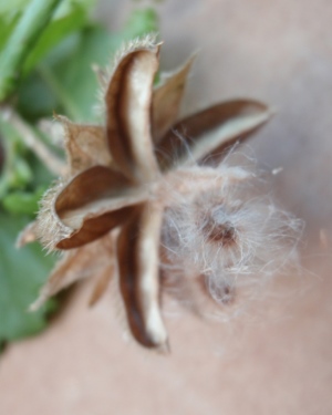 Hibiscus poeppigii