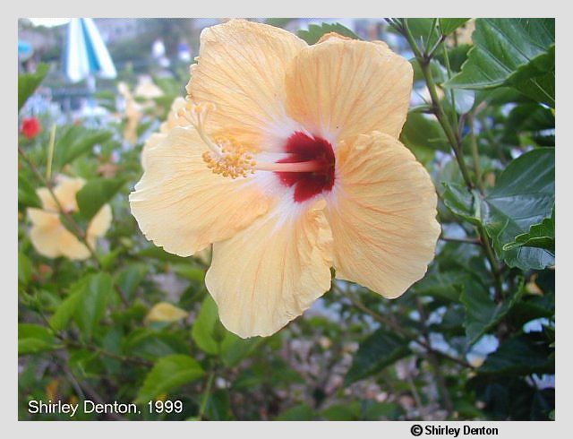 Hibiscus rosa-sinensis