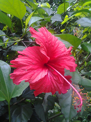 Hibiscus rosa-sinensis