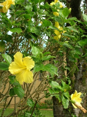 Hibiscus rosa-sinensis