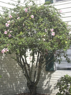 Hibiscus rosa-sinensis