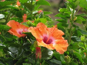 Hibiscus rosa-sinensis