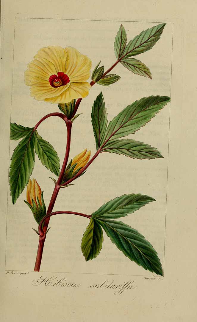 Hibiscus sabdariffa