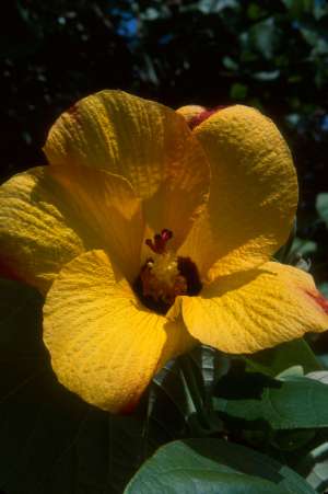 Hibiscus tiliaceus