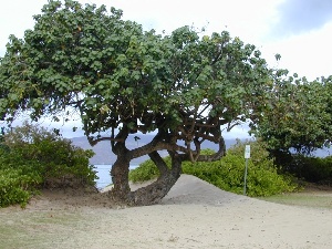 Hibiscus tiliaceus