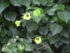 Hibiscus tiliaceus