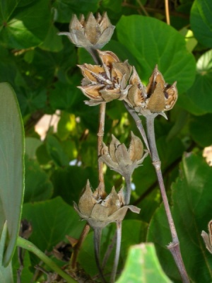 Hibiscus tiliaceus