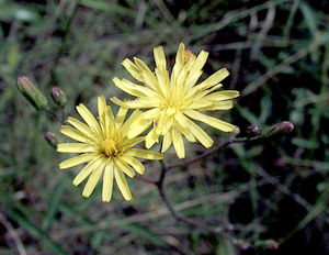 Hieracium megacephalon