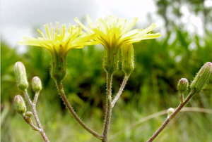 Hieracium megacephalon