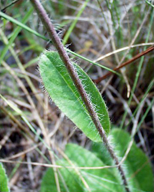 Hieracium megacephalon