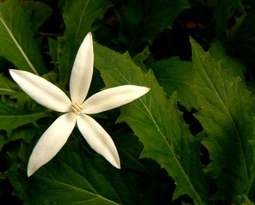 Hippobroma longiflora