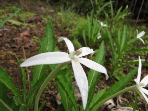 Hippobroma longiflora