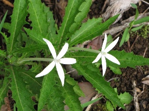 Hippobroma longiflora