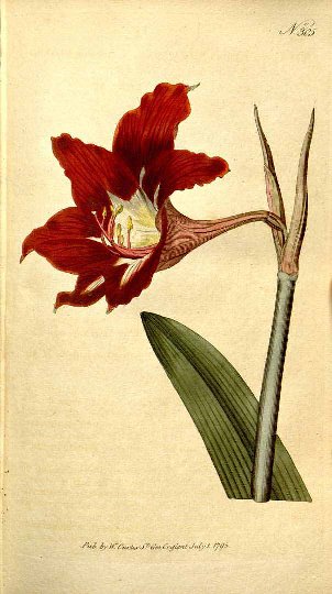 Hippeastrum puniceum