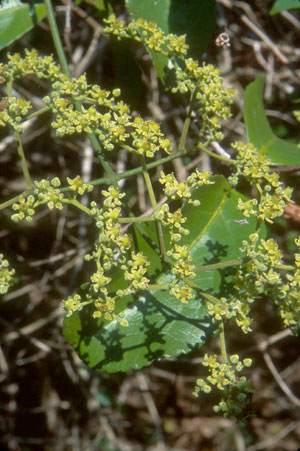 Hippocratea volubilis