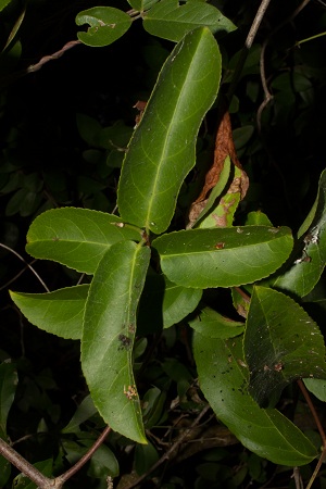 Hippocratea volubilis