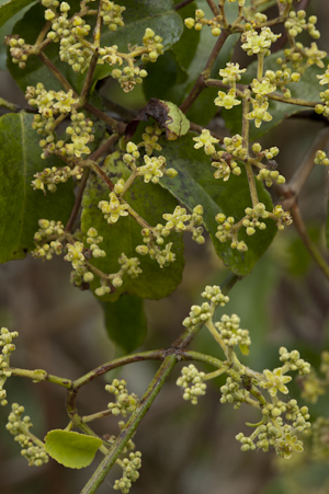 Hippocratea volubilis