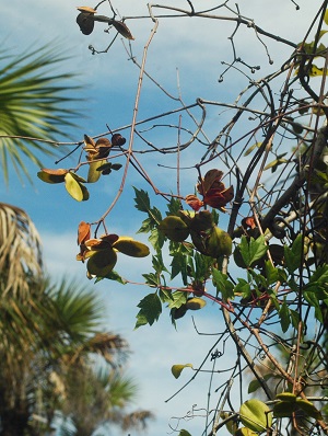 Hippocratea volubilis