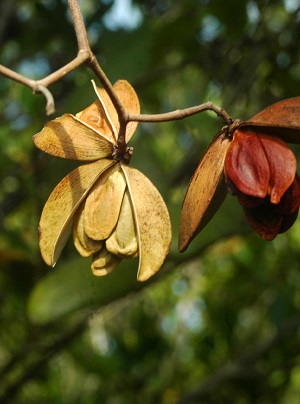 Hippocratea volubilis