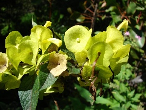 Holmskioldia sanguinea