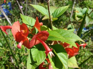 Holmskioldia sanguinea