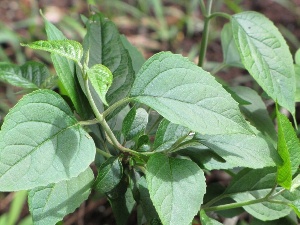 Holmskioldia sanguinea