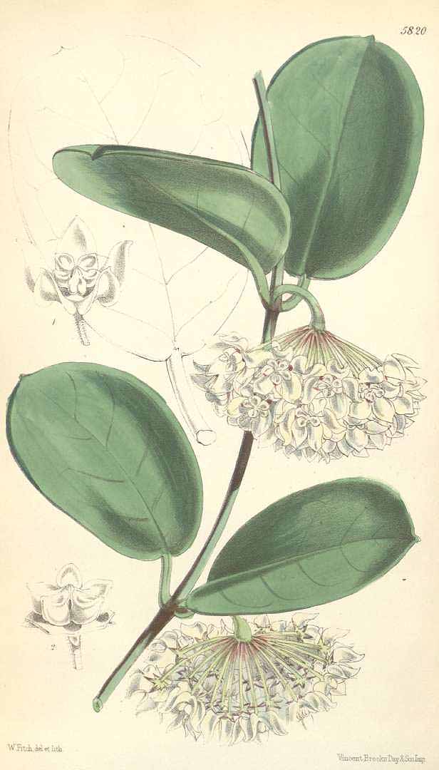 Hoya australis