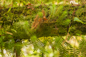 Huperzia dichotoma