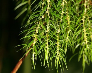 Huperzia linifolia