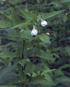 Hybanthus linearifolius