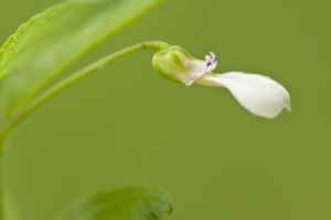 Hybanthus linearifolius