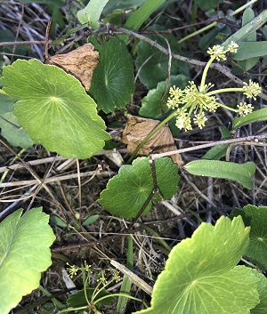 Hydrocotyle bonariensis