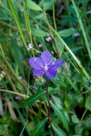 Hydrolea corymbosa