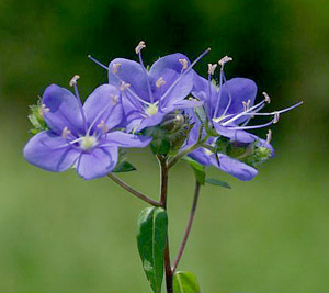 Hydrolea corymbosa