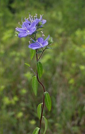 Hydrolea corymbosa