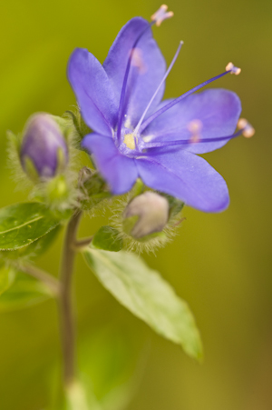 Hydrolea corymbosa