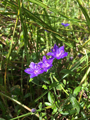 Hydrolea corymbosa