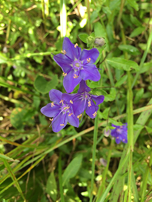 Hydrolea corymbosa