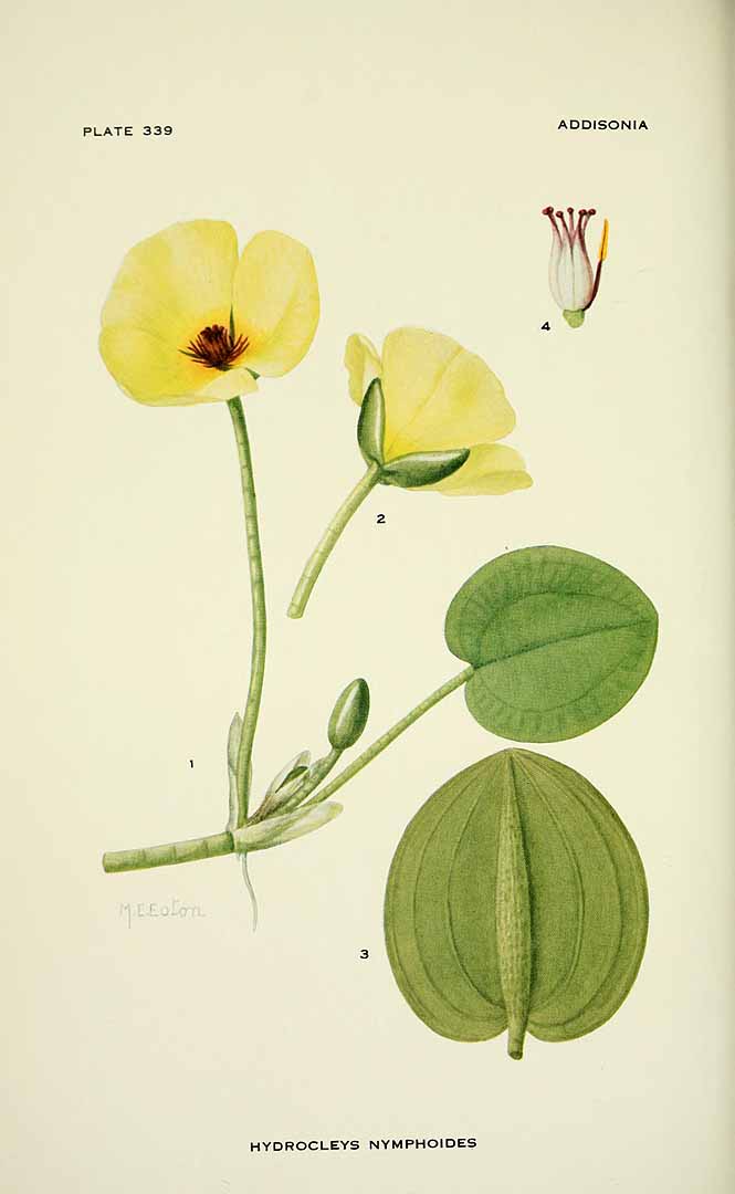 Hydrocleys nymphoides