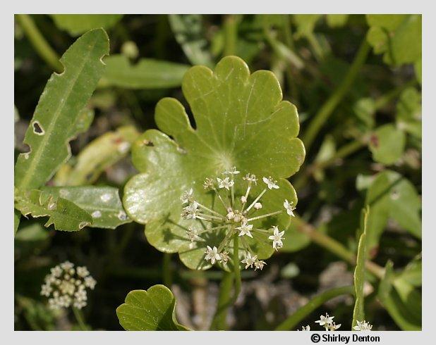 Hydrocotyle umbellata